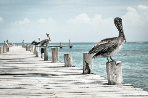 Pelicans on the dock yair hazout unsplash