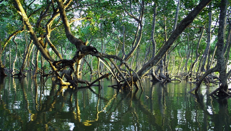 kenya mangroves timothy k unsplash