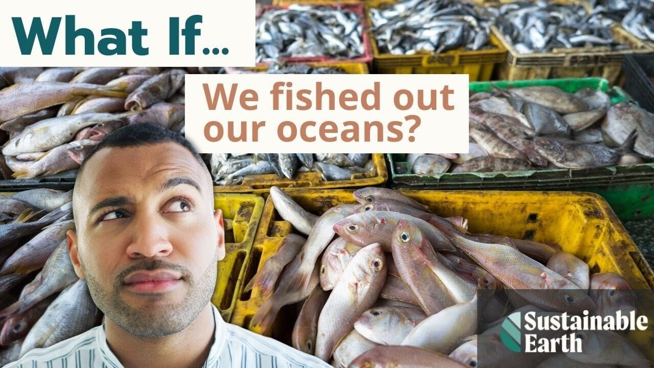 what-if-we-fished-out-our-oceans